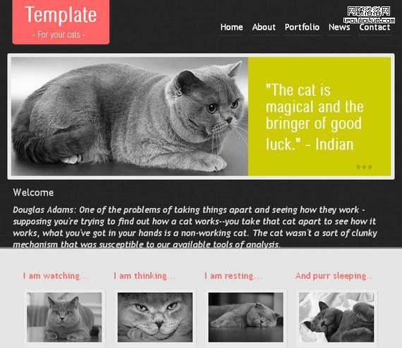 CatTemplate HTML5 and CSS3 Template