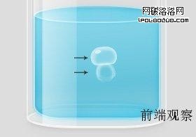 四葉草、水母與玻璃瓶