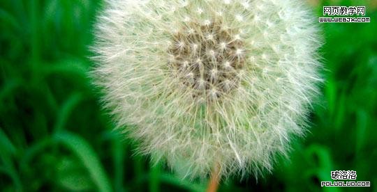 dandelion