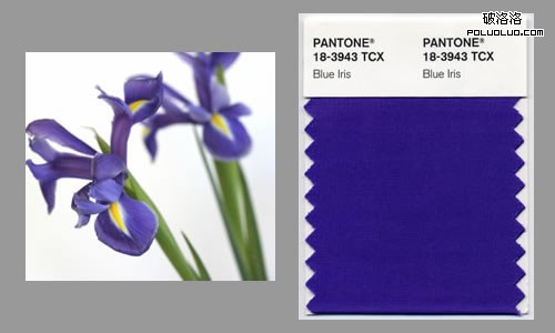 Blue Iris