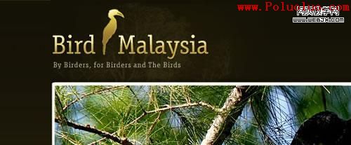 Bird Malaysia