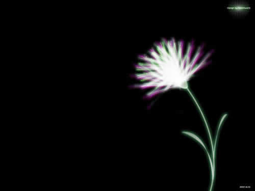Fireworks制作X－ray暗黑中的花朵